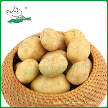 Wholesale potato/Potato low price/ Fresh potato from China